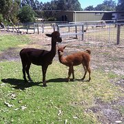 Brookdale, Western Australia, Australia