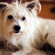 Northbridge, New South Wales, Australia