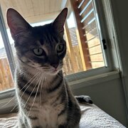 Warner, Queensland, Australia