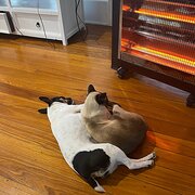 Kenmore, Queensland, Australia