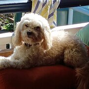 Stafford, Brisbane, Queensland, Australia