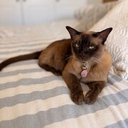 Bulimba, Queensland, Australia