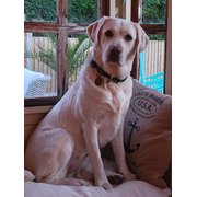 Harleston, East of England, UK