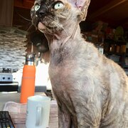 Modbury Heights, South Australia, Australia