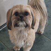 Victor Harbor, South Australia, Australia