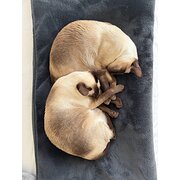 Cremorne, New South Wales, Australia