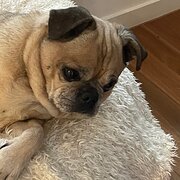 Mont Albert North, Victoria, Australia