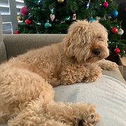 Kahibah, New South Wales, Australia