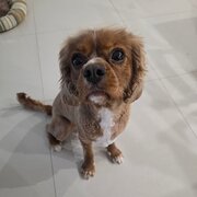 Lane Cove North, New South Wales, Australia