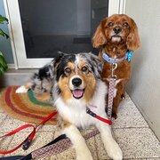 The Vines, Western Australia, Australia