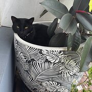 Springfield, Queensland, Australia