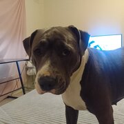 Park Holme, South Australia, Australia