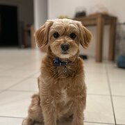 Chapel Hill, Queensland, Australia