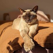 Coburg, Victoria, Australia