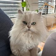 Oak Park, Victoria, Australia