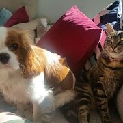 Reservoir, Victoria, Australia