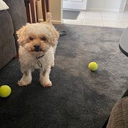 Athelstone, South Australia, Australia