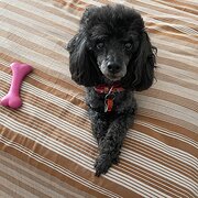 Yokine, Western Australia, Australia