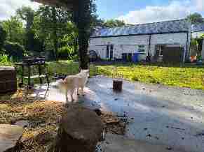 Clane, W91 WPN8, Clane, Kildare Ireland
