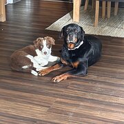 Rosetta, Tasmania, Australia