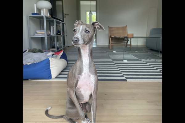 Copenhagen, Capital Region, Denmark