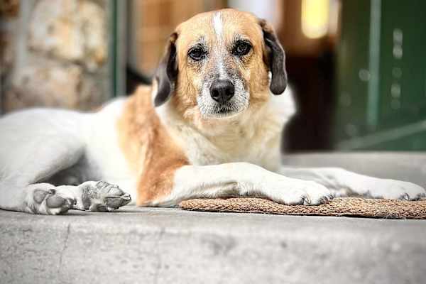 Birmingham, Michigan, United States