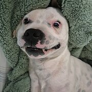 Pontville, Tasmania, Australia