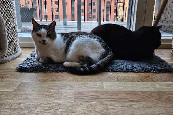 Copenhagen, Capital Region, Denmark