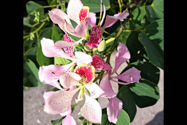 Tilarán, Guanacaste, Costa Rica