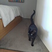 Watson, Australian Capital Territory, Australia