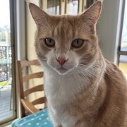 Oakdowns, Tasmania, Australia