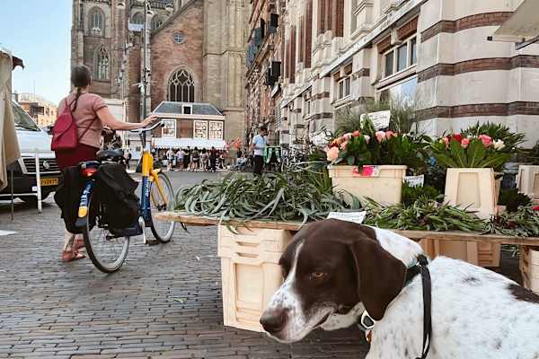 Haarlem, North Holland, Netherlands