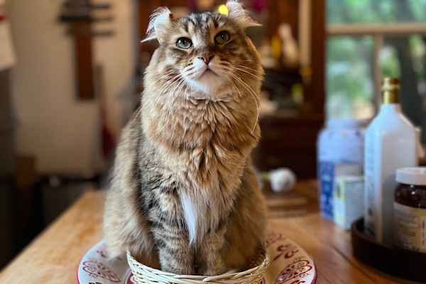 Montréal, Quebec, Canada