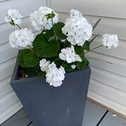 Geilston Bay, Tasmania, Australia