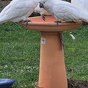 Otago, Tasmania, Australia