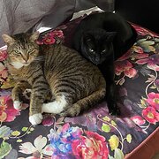 Mittagong, New South Wales, Australia