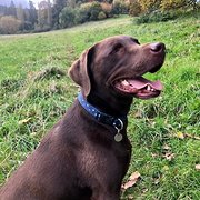 Braunton, South West England, UK