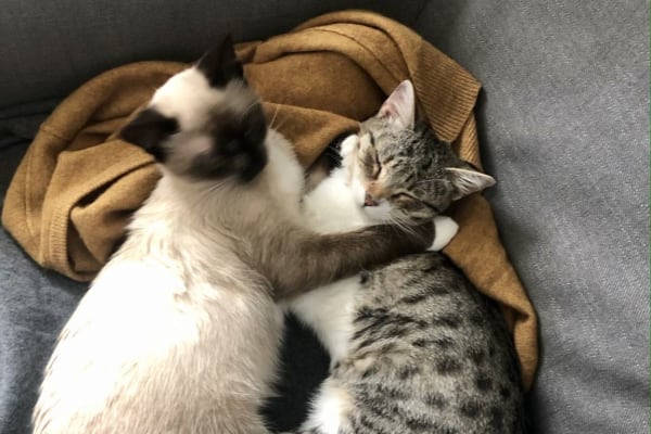 Hausen am Albis / Hausen (Dorf), Zurich, Switzerland