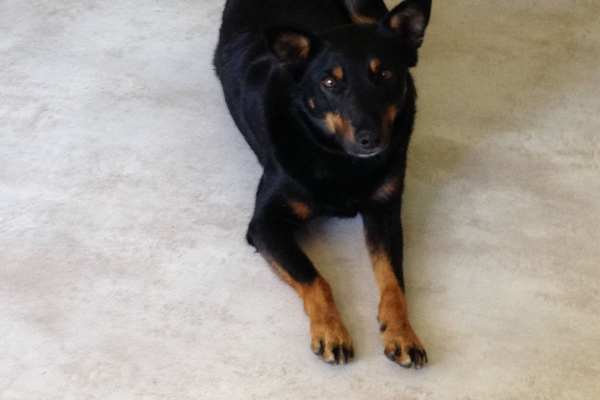 Dapto, New South Wales, Australia