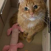 Dulwich Hill, New South Wales, Australia