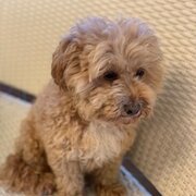 Unanderra, New South Wales, Australia