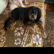 Newcastle, New South Wales, Australia