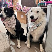 Toowong, Queensland, Australia