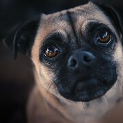 Mornington, Victoria, Australia