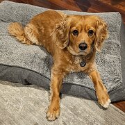 Paradise, South Australia, Australia