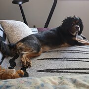 Bracken Ridge, Queensland, Australia