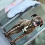 Piara Waters, Western Australia, Australia