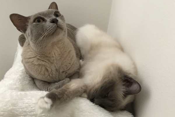 Sydney, New South Wales, Australia