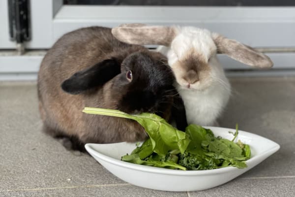 Gold Coast, Queensland, Australia