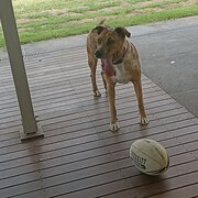 Tamborine, Queensland, Australia